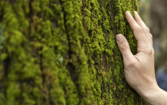 hand-touching-tree-moss-close-up